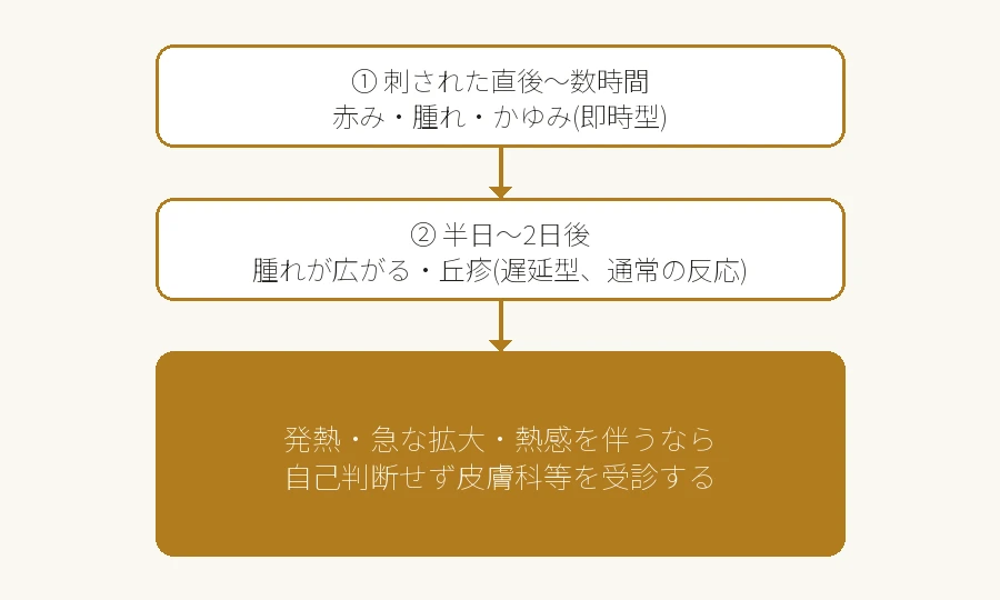 蜂に刺された後の即時型反応と遅延型反応のタイムライン